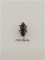 藏品(天牛科(五)泰國)的圖片